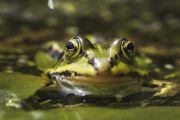A la découverte des amphibiens