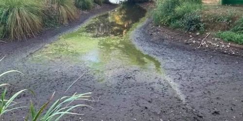 Présence de cyanobactéries dans le marais de Chicheboville-Bellengreville